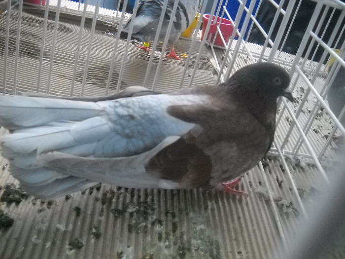 Picture 087 - 2012 CLUJ