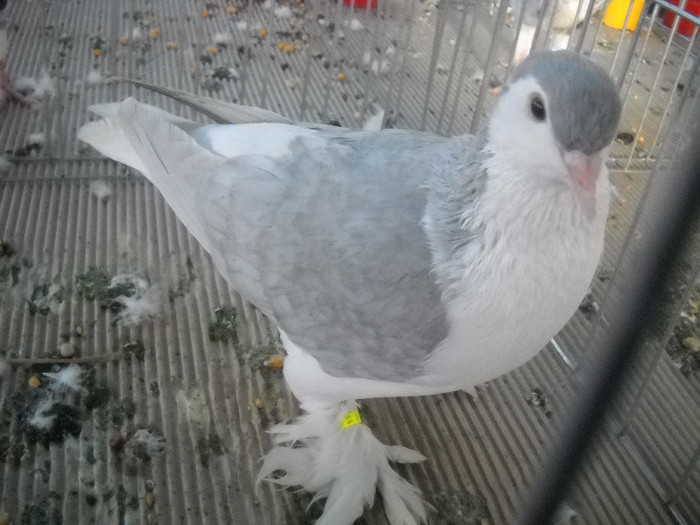 Picture 103 - 2012 CLUJ