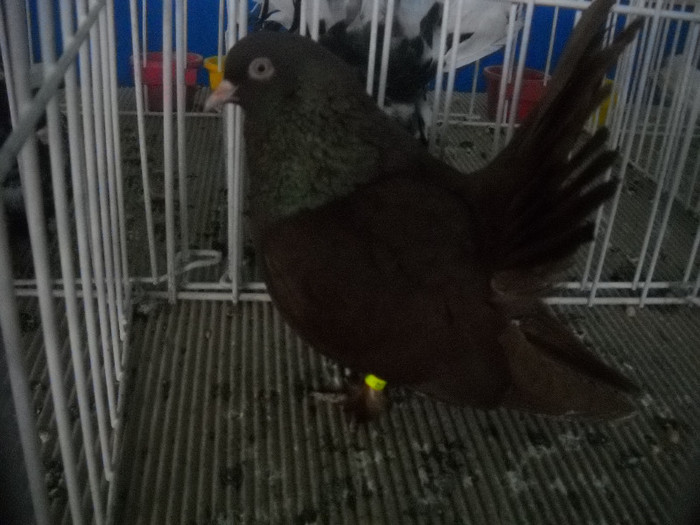 Picture 090 - 2012 CLUJ