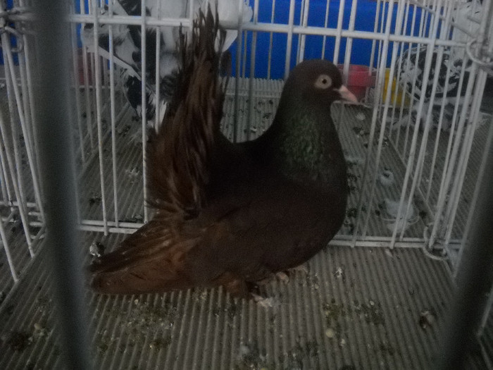 Picture 091 - 2012 CLUJ