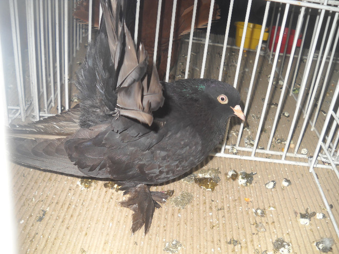 Picture 092 - 2012 CLUJ