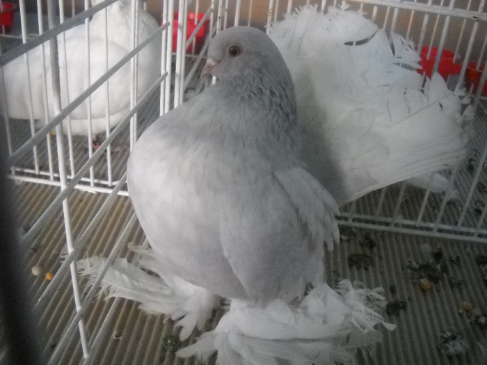 Picture 094 - 2012 CLUJ