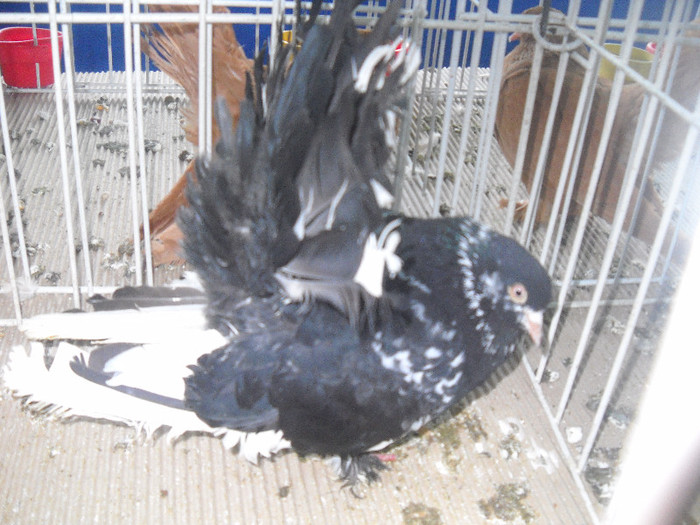 Picture 096 - 2012 CLUJ