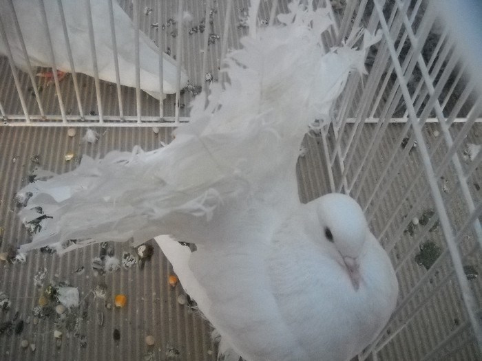 Picture 097 - 2012 CLUJ