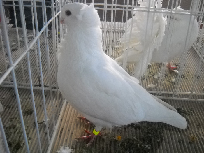 Picture 100 - 2012 CLUJ