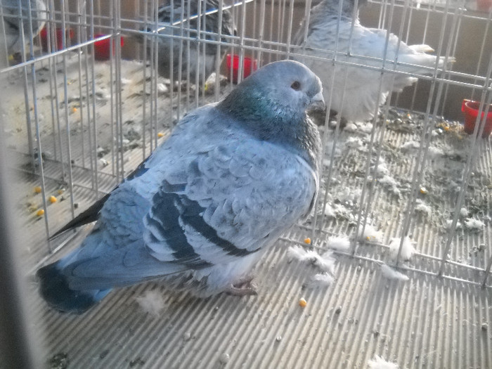 Picture 118 - 2012 CLUJ