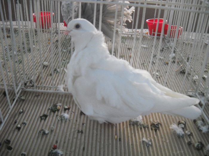 Picture 104 - 2012 CLUJ