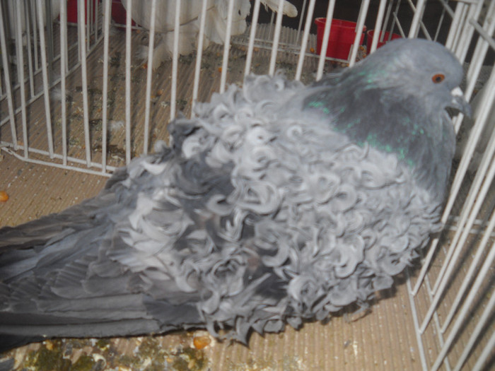 Picture 105 - 2012 CLUJ