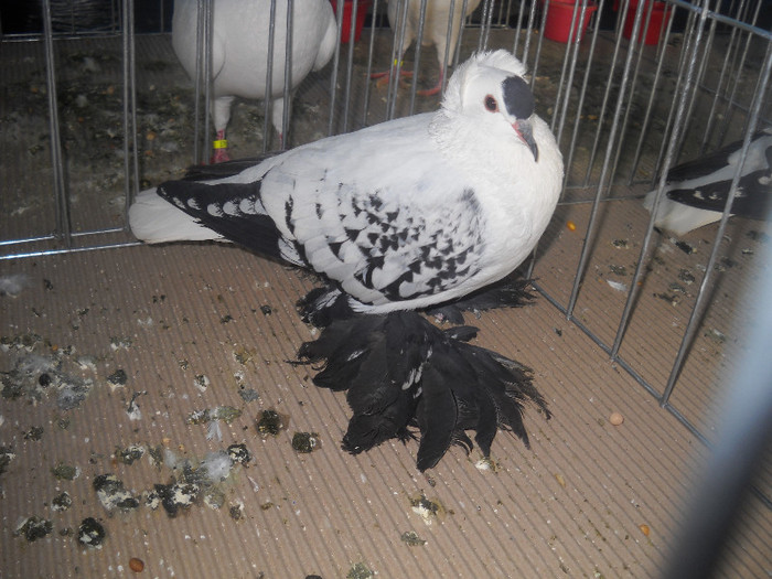 Picture 106 - 2012 CLUJ