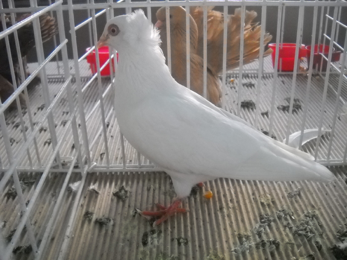 Picture 107 - 2012 CLUJ