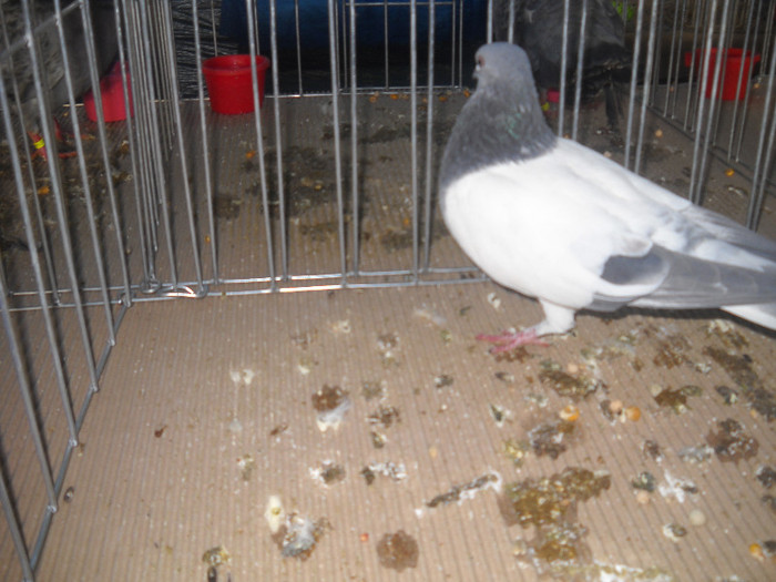 Picture 109 - 2012 CLUJ