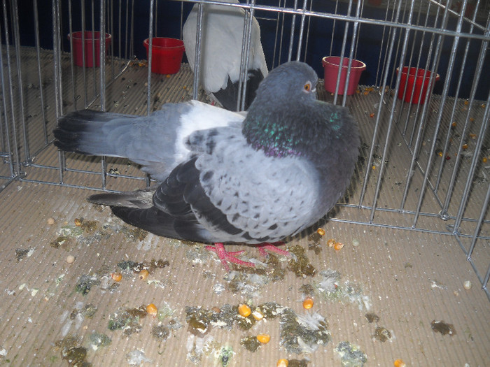 Picture 111 - 2012 CLUJ