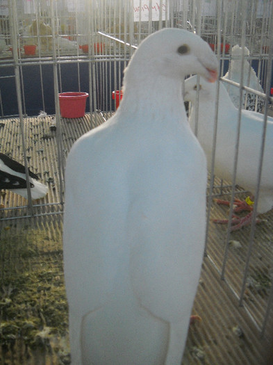 Picture 112 - 2012 CLUJ