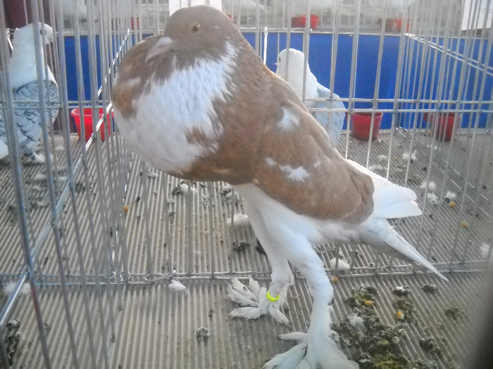 Picture 113 - 2012 CLUJ