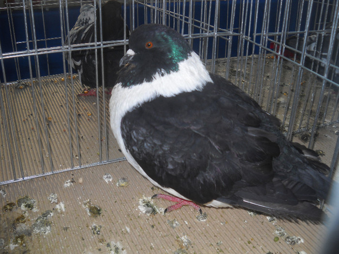 Picture 119 - 2012 CLUJ