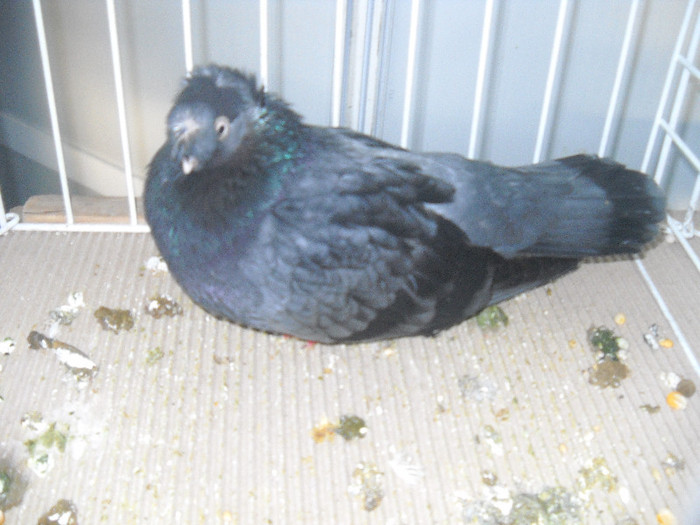 Picture 120 - 2012 CLUJ