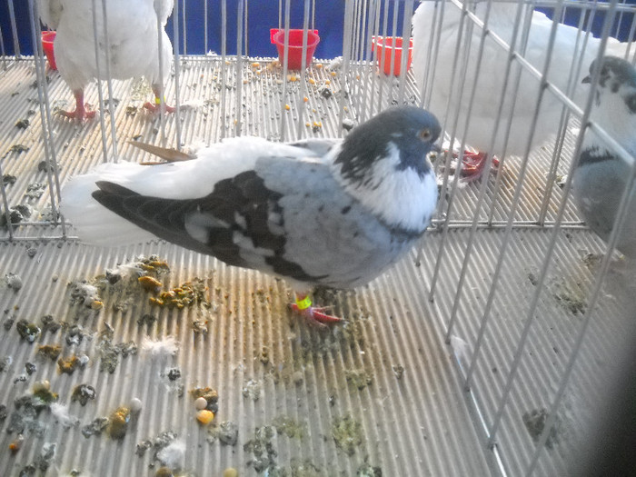 Picture 121 - 2012 CLUJ