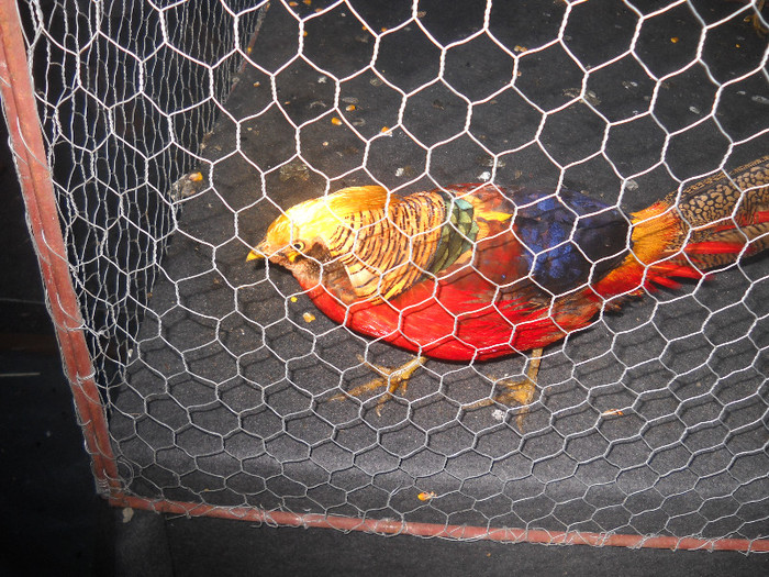 Picture 122 - 2012 CLUJ