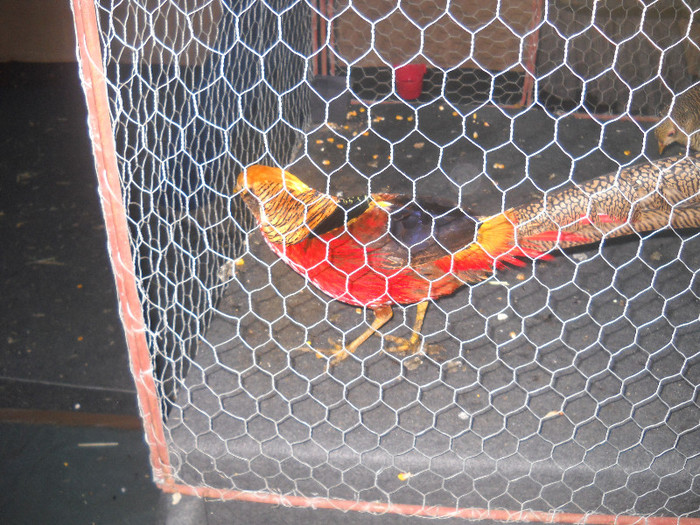 Picture 123 - 2012 CLUJ