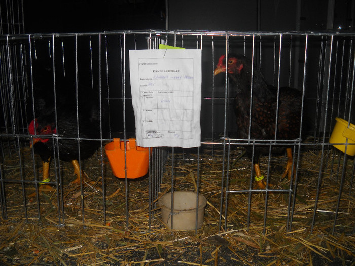 COMBATANTA INDIANA MARE