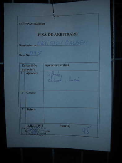 PUNCTAJ 95 ORP.GALBEN FEMELA
