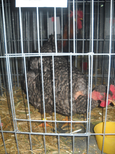 Picture 191