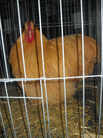 Picture 194