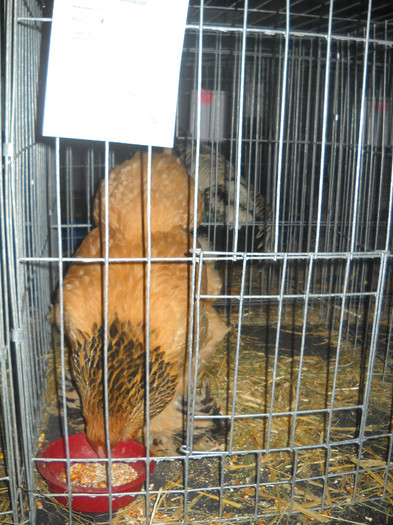 Picture 215