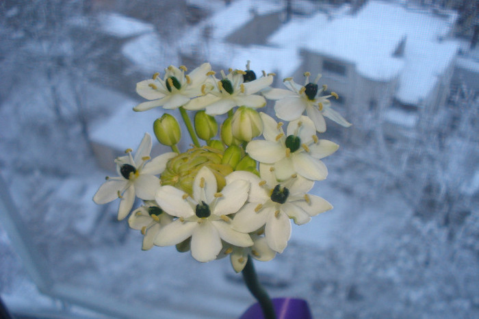 064 - FLORILE MELE -ALBUM2