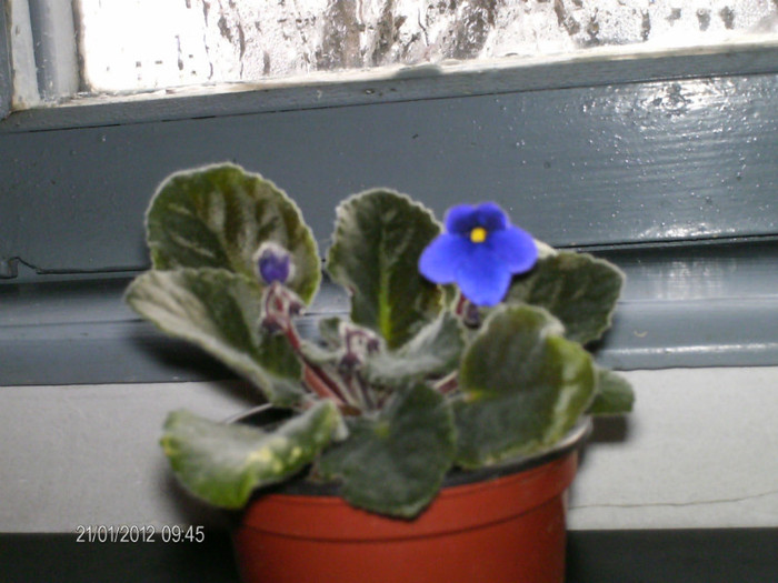 o noua planta care infloreste - violetele mele_2012