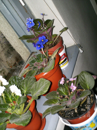 acestea mai au flori si asteapta cu improspatarea..:)) - violetele mele_2012