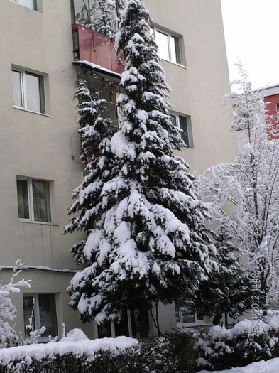 ianuarie- 047 - iarna_2012