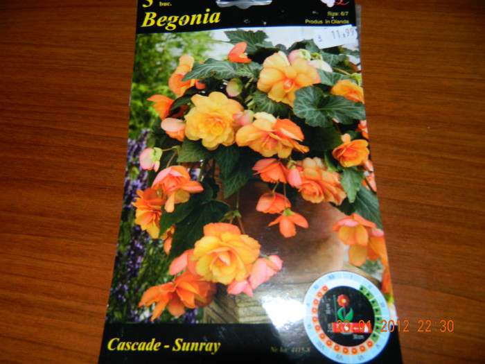 BEGONIE CASCADE SUNRAY - ACHIZITII_2012