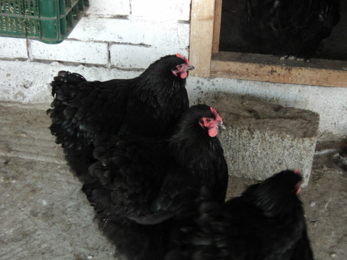 DSC01667 - 2012-Orpington negru