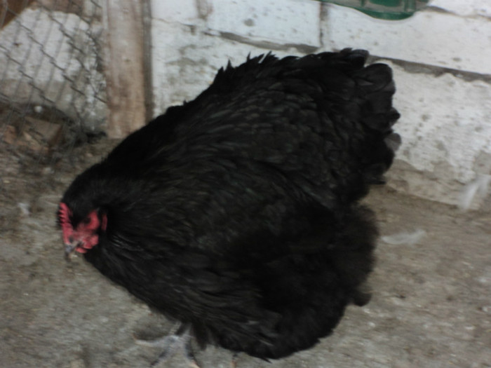 DSC01669 - 2012-Orpington negru