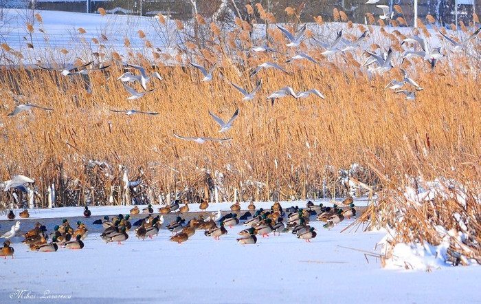 Aglomeratie - Animalutele mele