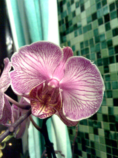poze 183 - Phalaenopsis