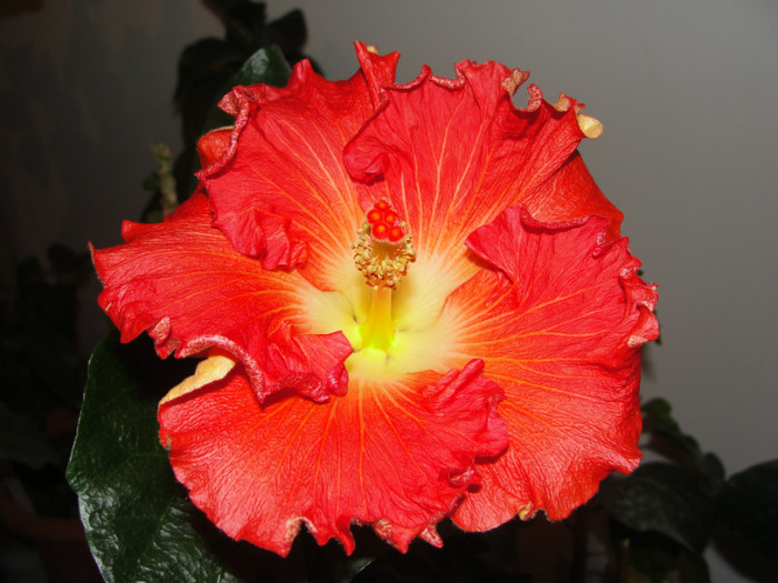 hibi Hot Paprika - B-hibiscus de la Gommer 2012
