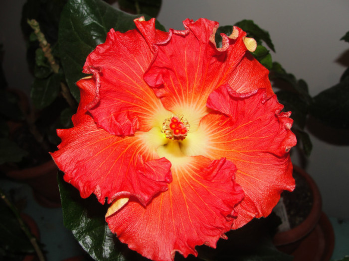 07.01.2012 - B-hibiscus de la Gommer 2012