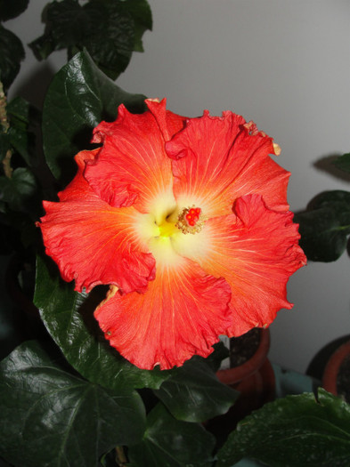 08.01.2012 - B-hibiscus de la Gommer 2012