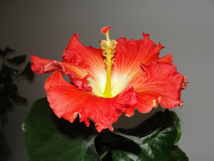  - B-hibiscus de la Gommer 2012