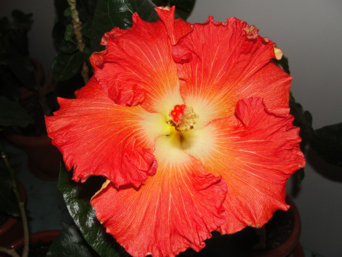 08.01.12 - B-hibiscus de la Gommer 2012