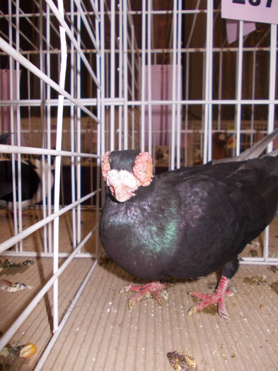 CAMPION JUD CRAIOVA 2009-2011 IAN