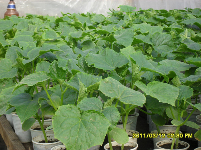 SDC11490 - solarii legume 2011