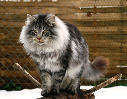 pisica norvegiana de padure - Pisici