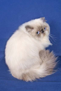pisica persana - Pisici