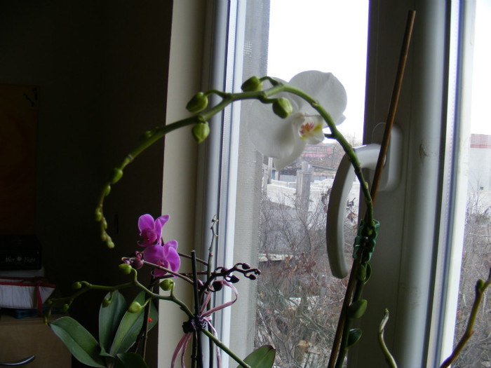 DSCF1397; Bobocii tijei misterioase
