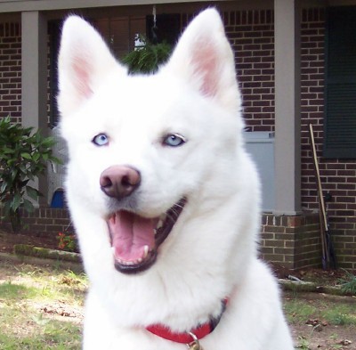 husky siberian