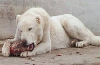 kangal - Caini