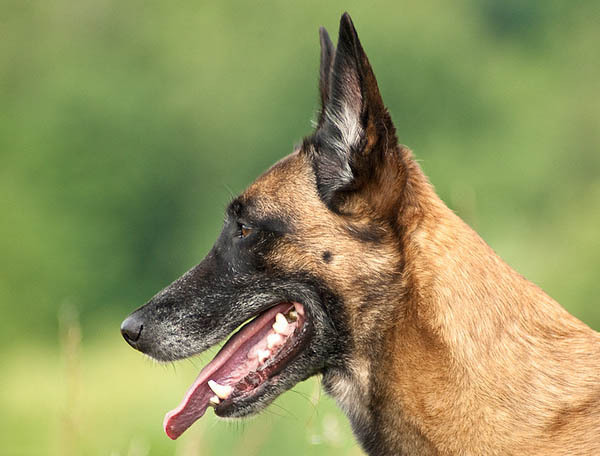 malinois - Caini